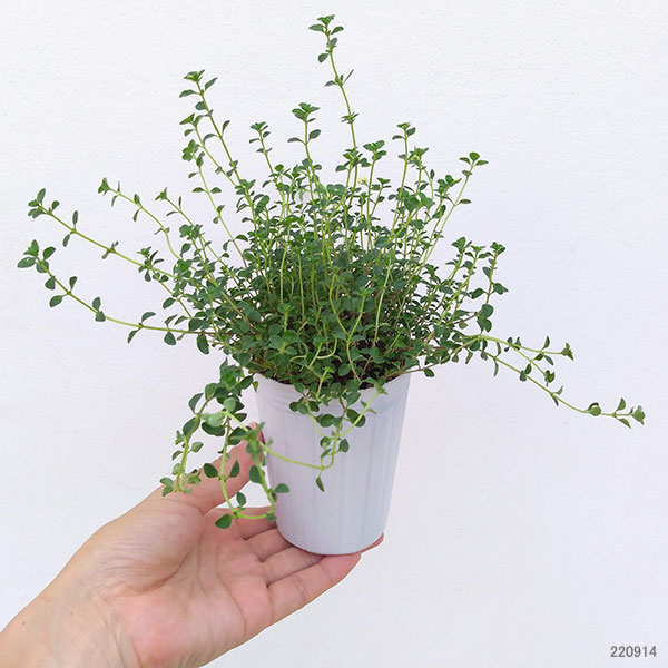 タイム（ほふく性）：フォックスリー2.5号ロングポット