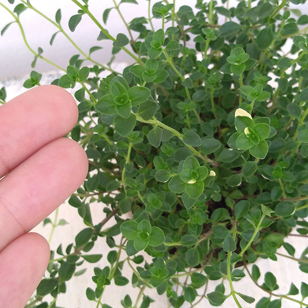 タイム（ほふく性）：フォックスリー2.5号ロングポット