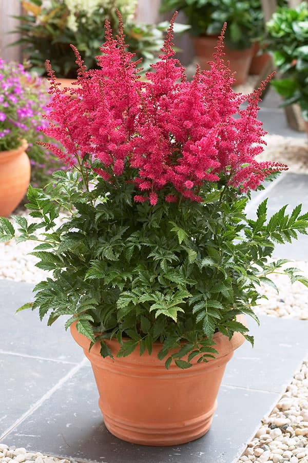 アスチルベ:ユニーク・カーマイン6号ポット