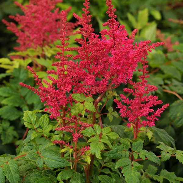 アスチルベ:ユニーク・カーマイン6号ポット