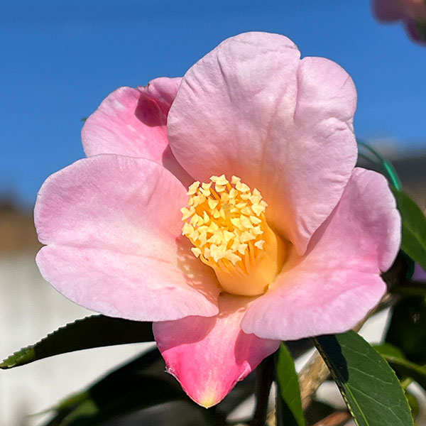 侘助ツバキ（椿）：覆輪侘助（ふくりんわびすけ）4号ポット