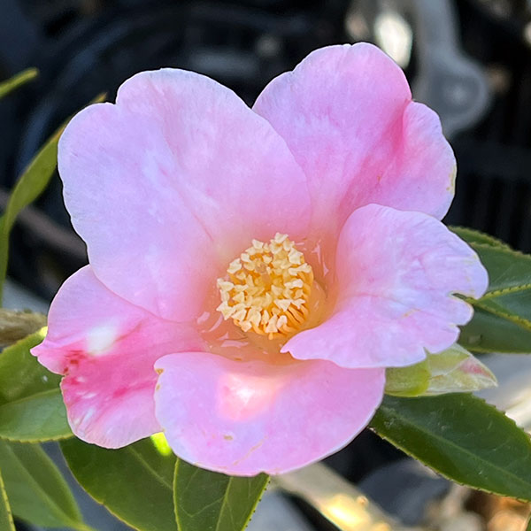 侘助ツバキ（椿）：覆輪侘助（ふくりんわびすけ）4号ポット