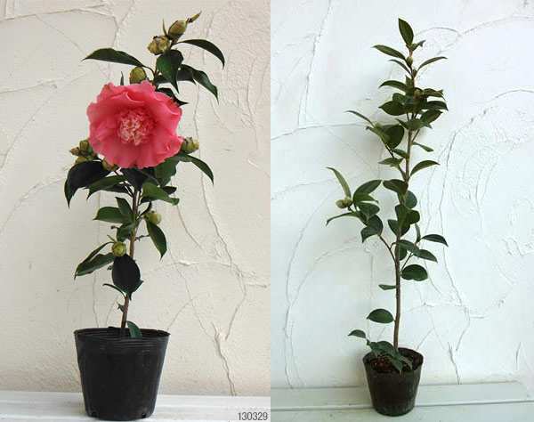 椿(ツバキ):エレガンスシュープリーム 4号ポット