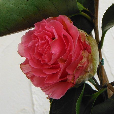 椿(ツバキ):エレガンスシュープリーム 4号ポット