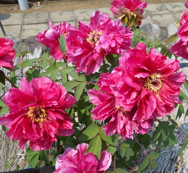 牡丹(ぼたん):初日の出(はつひので)3~4年生苗7号鉢植え
