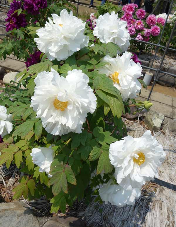 牡丹（ぼたん）：連鶴（れんかく）7号鉢植え