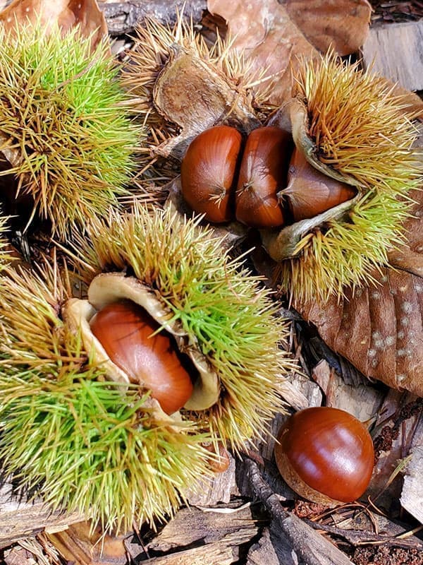 クリ（栗）：神鍋（かんなべ）4～5号ポット