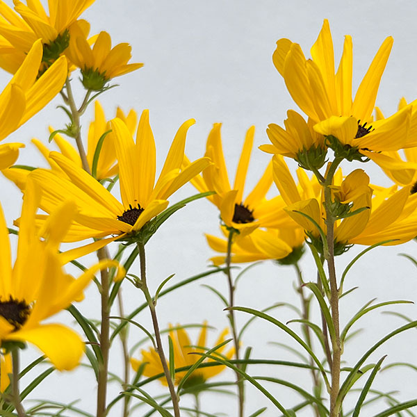 （わけあり特価）ヘリアンサス：ゴールデンピラミッド4.5号ポット