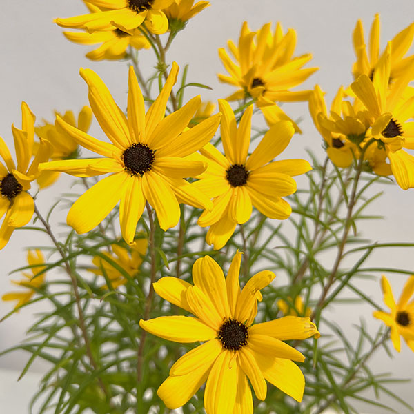 （わけあり特価）ヘリアンサス：ゴールデンピラミッド4.5号ポット