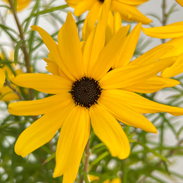 （わけあり特価）ヘリアンサス：ゴールデンピラミッド4.5号ポット