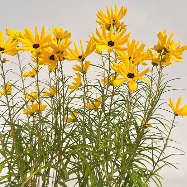 （わけあり特価）ヘリアンサス：ゴールデンピラミッド4.5号ポット