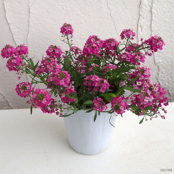 アリッサム:ディープピンク2.5号ロングポット3株セット