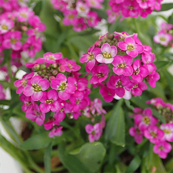 アリッサム:ディープピンク2.5号ロングポット3株セット