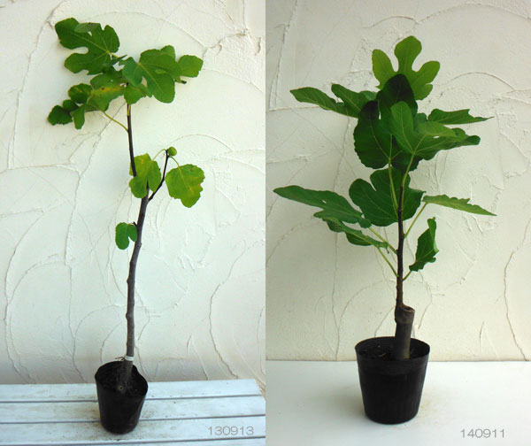 イチジク:ロードス4~5号ポット