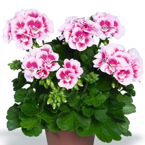 [26年4月上旬予約]ゼラニウム：pacクオリティ　フラワーフェアリーホワイトスプラッシュ11cmポット