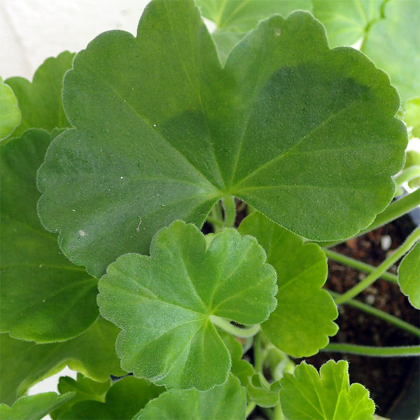 [26年4月上旬予約]ゼラニウム：pacクオリティ　フラワーフェアリーホワイトスプラッシュ11cmポット