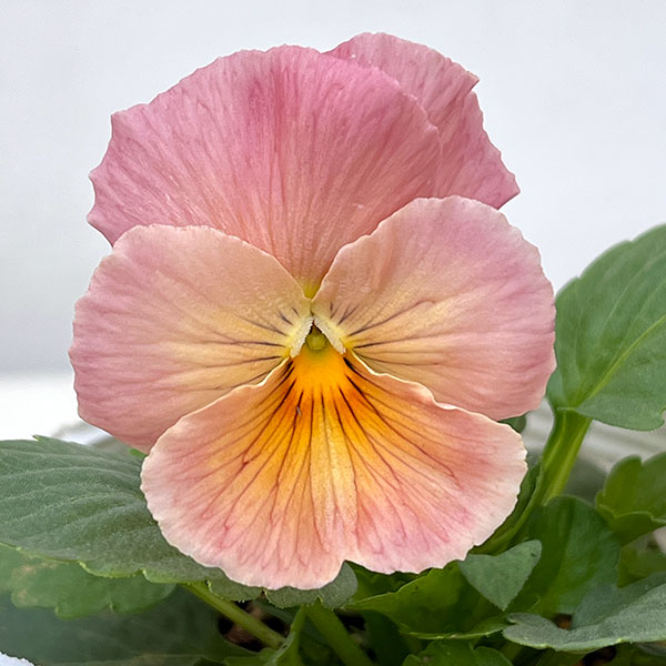 パンジー：インペリアル アプリコットシェード3-3.5号ポット 12株セット