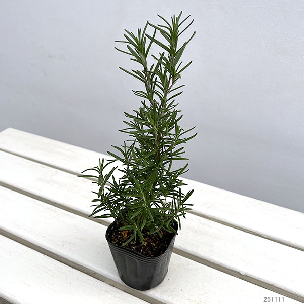 ローズマリー(立性):ファーンオークス ハーディ3号ポット