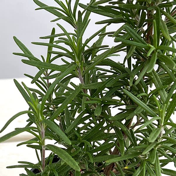 ローズマリー(立性):ファーンオークス ハーディ3号ポット
