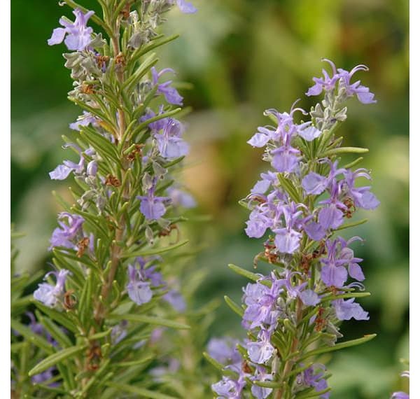 ローズマリー（立性）：ファーンオークス　ハーディ3号ポット