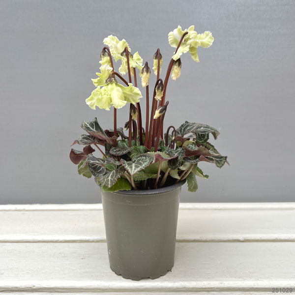 園芸ネット本店｜ミニシクラメン：森の妖精3号ポット 3株セット の通販