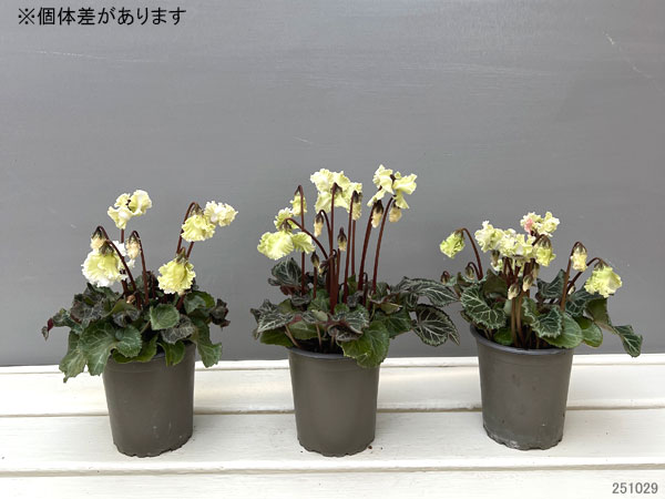 ミニシクラメン：森の妖精3号ポット 3株セット