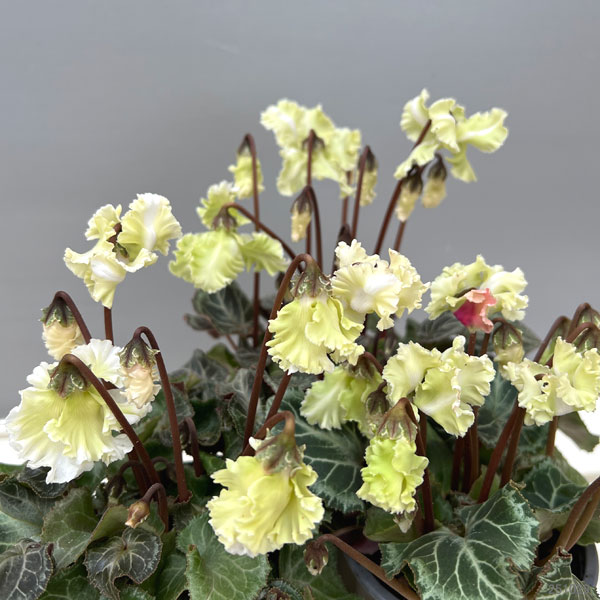 園芸ネット本店｜シクラメン（ミニ）：森の妖精(モリノヨウセイ)3号