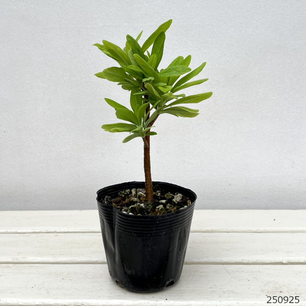 ナツボウズ(オニシバリ)3.5-4号ポット