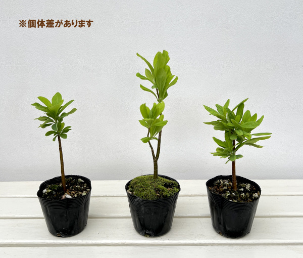 ナツボウズ(オニシバリ)3.5-4号ポット