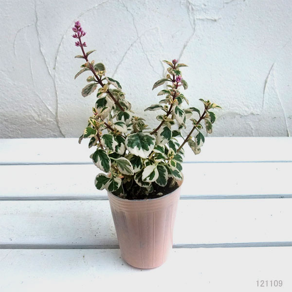 ヘミジギア:マーブルキャンディー2.5-3号ポット