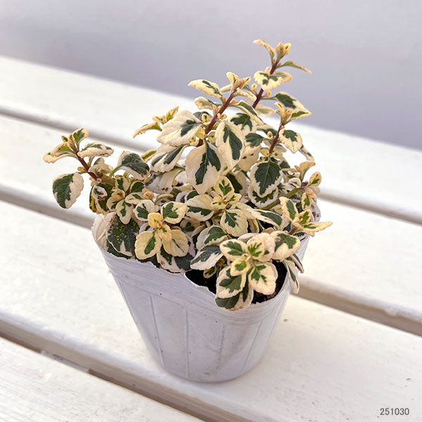 ヘミジギア:マーブルキャンディー2.5-3号ポット