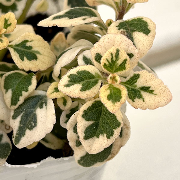 ヘミジギア:マーブルキャンディー2.5-3号ポット