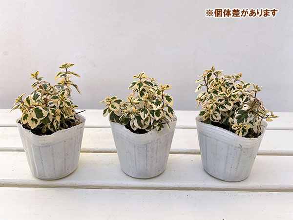 ヘミジギア:マーブルキャンディー2.5-3号ポット