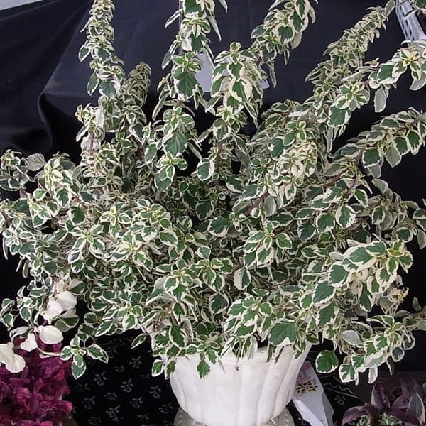 ヘミジギア:マーブルキャンディー2.5-3号ポット