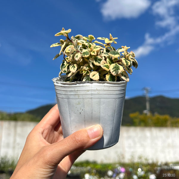 ヘミジギア：マーブルキャンディー2.5-3号ポット