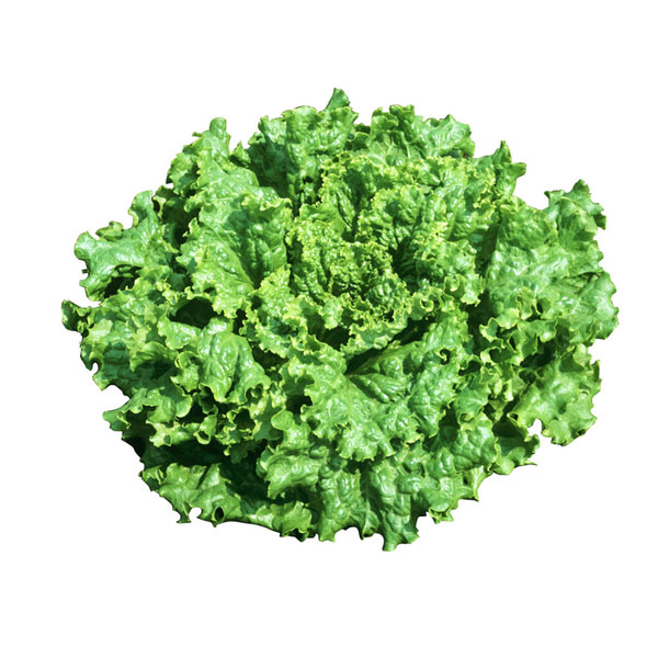 【有効期限25年10月】リーフレタスの種 ：グリーンスパン [野菜タネ]*