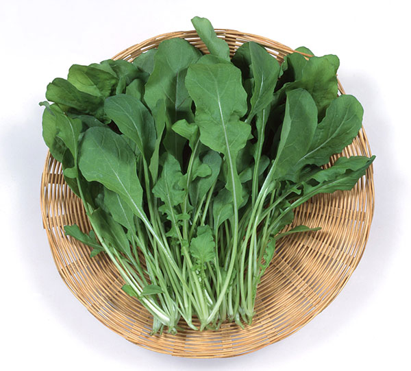 ロケットサラダ ルッコラ[野菜タネ]