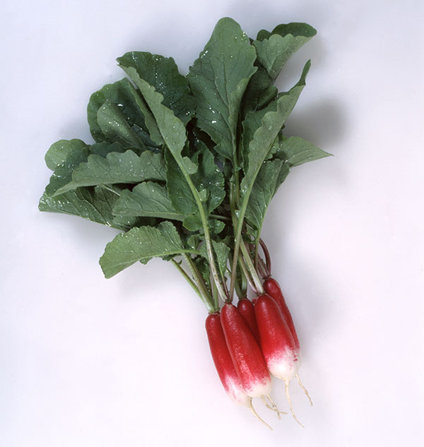 ダイコン（ミニ大根）種：紅白二十日大根 フレンチ[野菜タネ]