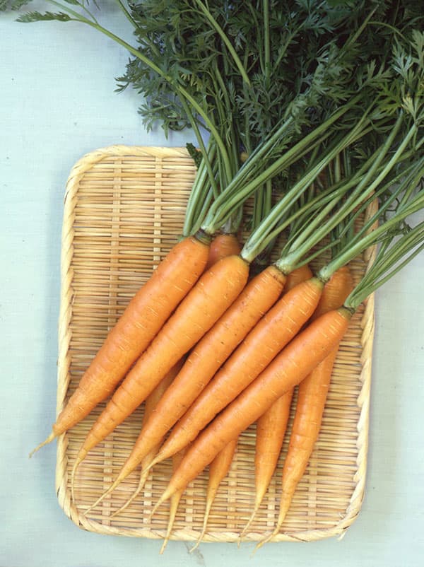 ニンジン種：一口にんじん ソニーキャロット[野菜タネ]