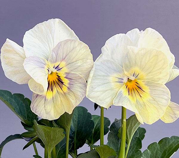 パンジー：クリスタルマーメイド 3～3.5号ポット