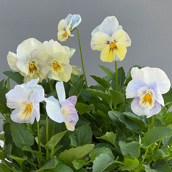 パンジー：クリスタルマーメイド 3～3.5号ポット