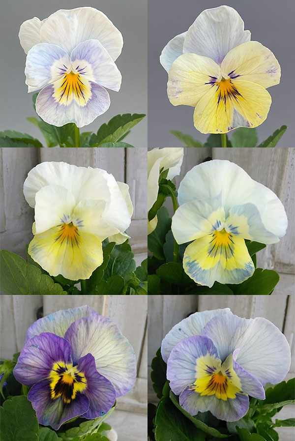 パンジー：クリスタルマーメイド 3～3.5号ポット