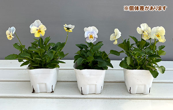 パンジー：クリスタルマーメイド 3～3.5号ポット