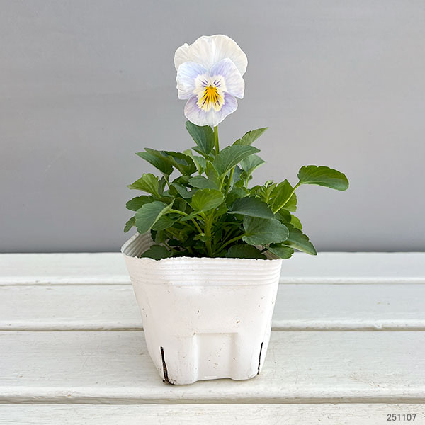 パンジー：クリスタルマーメイド 3～3.5号ポット