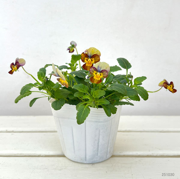 ビオラ：ビッツ　ハートカクテル 3～3.5号ポット