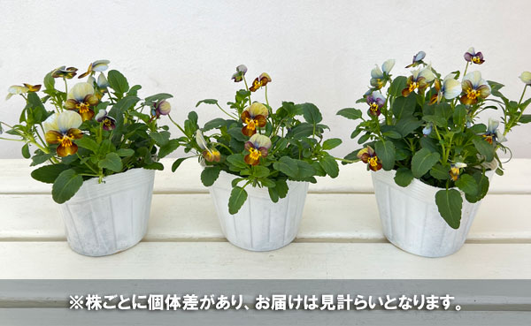 ビオラ：ビッツ　ハートカクテル 3～3.5号ポット