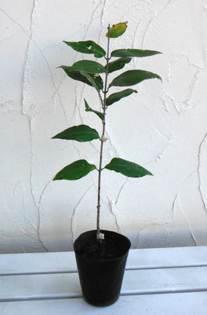 ロウバイ：素心（ソシン）ロウバイ4号ポット