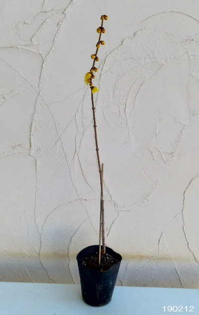 ロウバイ：素心（ソシン）ロウバイ4号ポット