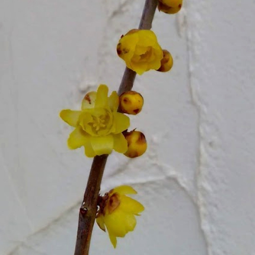 ロウバイ：素心（ソシン）ロウバイ4号ポット