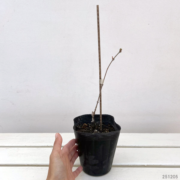 ロウバイ：素心（ソシン）ロウバイ4号ポット